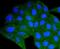 Dynein Light Chain LC8-Type 1 antibody, NBP2-67796, Novus Biologicals, Immunocytochemistry image 