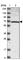 Aspartyl-tRNA synthetase, mitochondrial antibody, HPA026506, Atlas Antibodies, Western Blot image 