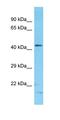 NUF2 Component Of NDC80 Kinetochore Complex antibody, orb331410, Biorbyt, Western Blot image 