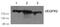 Kinase Insert Domain Receptor antibody, AP26071PU-S, Origene, Western Blot image 