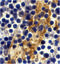 CD209 Molecule antibody, 2347, ProSci, Immunohistochemistry frozen image 