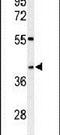 WD Repeat Domain 82 antibody, PA5-24741, Invitrogen Antibodies, Western Blot image 