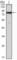 IHOG antibody, abx015890, Abbexa, Western Blot image 