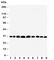 Prohibitin antibody, R31032, NSJ Bioreagents, Western Blot image 