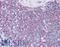 TNF Alpha Induced Protein 3 antibody, LS-B4603, Lifespan Biosciences, Immunohistochemistry paraffin image 