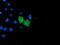 Uracil DNA Glycosylase antibody, LS-C340599, Lifespan Biosciences, Immunofluorescence image 