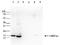 Histone H3 antibody, TA347200, Origene, Western Blot image 