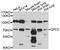 Glypican 5 antibody, STJ112446, St John