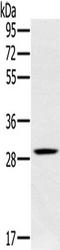 Chloride Intracellular Channel 1 antibody, TA350202, Origene, Western Blot image 