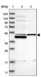 RNA methyltransferase-like protein 1 antibody, PA5-54748, Invitrogen Antibodies, Western Blot image 