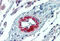 Interleukin 23 Subunit Alpha antibody, MBS246319, MyBioSource, Immunohistochemistry frozen image 