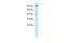 OTU Deubiquitinase 7B antibody, PA5-40934, Invitrogen Antibodies, Western Blot image 