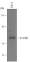 Interleukin 10 Receptor Subunit Beta antibody, AF5368, R&D Systems, Western Blot image 