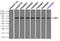 GLGB antibody, TA500846, Origene, Immunoprecipitation image 