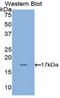 HIF1-alpha antibody, LS-C294555, Lifespan Biosciences, Western Blot image 