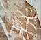 Acyl-CoA Thioesterase 11 antibody, LS-C155943, Lifespan Biosciences, Immunohistochemistry frozen image 