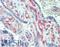 V-Set And Immunoglobulin Domain Containing 1 antibody, LS-C160547, Lifespan Biosciences, Immunohistochemistry paraffin image 