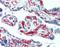 CD34 antibody, LS-B15341, Lifespan Biosciences, Immunohistochemistry paraffin image 