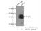 Guided Entry Of Tail-Anchored Proteins Factor 3, ATPase antibody, 15450-1-AP, Proteintech Group, Immunoprecipitation image 