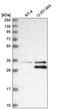 Methylthioadenosine Phosphorylase antibody, HPA046915, Atlas Antibodies, Western Blot image 