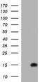 Microseminoprotein Beta antibody, LS-C336884, Lifespan Biosciences, Western Blot image 