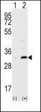 CD82 Molecule antibody, PA5-13228, Invitrogen Antibodies, Western Blot image 