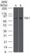 TANK Binding Kinase 1 antibody, ALX-804-372-C100, Enzo Life Sciences, Western Blot image 