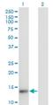 Thioredoxin-like U5 snRNP protein U5-15kD antibody, H00010907-M01, Novus Biologicals, Western Blot image 