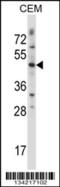 Wnt Family Member 3 antibody, 57-501, ProSci, Western Blot image 