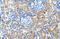 Sphingosine-1-phosphate phosphatase 2 antibody, ARP45734_T100, Aviva Systems Biology, Immunohistochemistry frozen image 