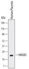 High Mobility Group Box 3 antibody, MAB55071, R&D Systems, Western Blot image 