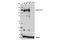 Integrin Subunit Alpha 2b antibody, 13807S, Cell Signaling Technology, Western Blot image 
