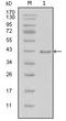 Laminin Subunit Beta 1 antibody, STJ98214, St John