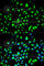 Tyrosine 3-Monooxygenase/Tryptophan 5-Monooxygenase Activation Protein Theta antibody, A2563, ABclonal Technology, Immunofluorescence image 