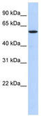 Nuclear FMR1 Interacting Protein 1 antibody, TA339454, Origene, Western Blot image 