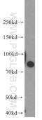 Sim antibody, 11565-1-AP, Proteintech Group, Western Blot image 