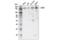 SET Domain Bifurcated Histone Lysine Methyltransferase 1 antibody, 93212S, Cell Signaling Technology, Western Blot image 