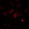 Microtubule Associated Protein 1 Light Chain 3 Alpha antibody, orb378164, Biorbyt, Immunofluorescence image 