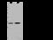 Fructosamine 3 Kinase Related Protein antibody, 102694-T40, Sino Biological, Western Blot image 