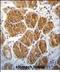 Argonaute RISC Catalytic Component 2 antibody, PA5-72107, Invitrogen Antibodies, Immunohistochemistry paraffin image 