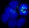 BUB1 Mitotic Checkpoint Serine/Threonine Kinase B antibody, NB100-353, Novus Biologicals, Immunocytochemistry image 