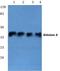 Aldolase, Fructose-Bisphosphate A antibody, A05022T9, Boster Biological Technology, Western Blot image 