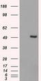 Interferon Regulatory Factor 3 antibody, LS-C114617, Lifespan Biosciences, Western Blot image 