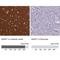 Brain Abundant Membrane Attached Signal Protein 1 antibody, NBP2-14347, Novus Biologicals, Immunohistochemistry paraffin image 