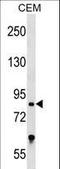 Transcription Factor 25 antibody, LS-C157160, Lifespan Biosciences, Western Blot image 