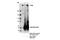 ATRX Chromatin Remodeler antibody, 14820S, Cell Signaling Technology, Immunoprecipitation image 
