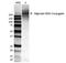 Alginate antibody, orb181872, Biorbyt, Western Blot image 