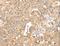 S100 Calcium Binding Protein A12 antibody, LS-B15402, Lifespan Biosciences, Immunohistochemistry frozen image 