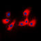 Cytochrome P450 2A6 antibody, LS-C353959, Lifespan Biosciences, Immunofluorescence image 