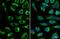 Cytochrome C Oxidase Subunit 4I1 antibody, NBP2-15975, Novus Biologicals, Immunofluorescence image 